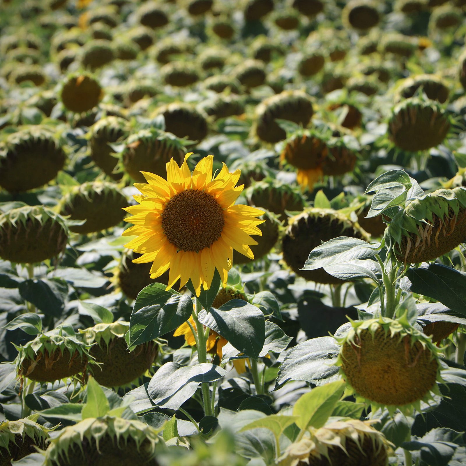 How to find joy and success as a late bloomer